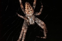  Une peire diadme (Araneae - Araneidae - Araneus diadematus)